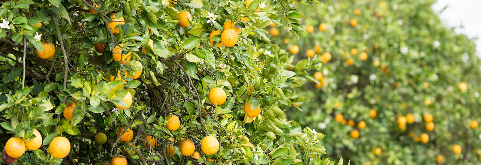 Continued funding for the mature citrus facility to produce disease tolerant, transgenic citrus