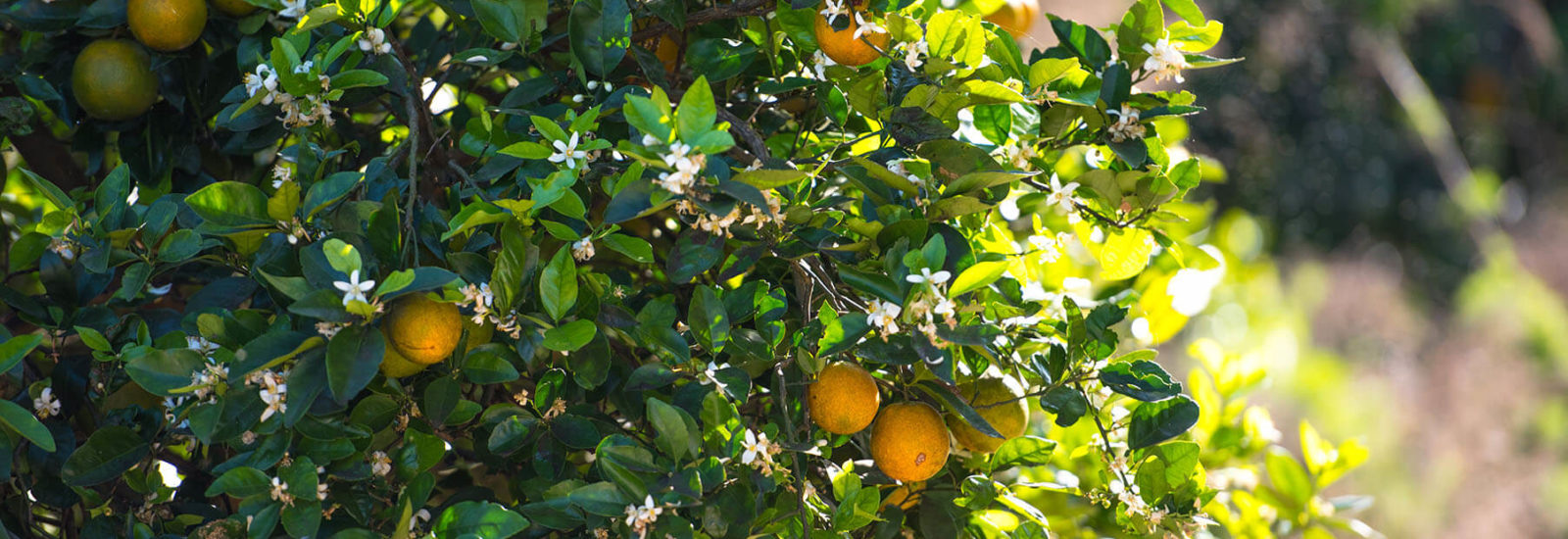 Protected: Comprehensive Final Reports on CRDF-Funded Citrus Research Projects