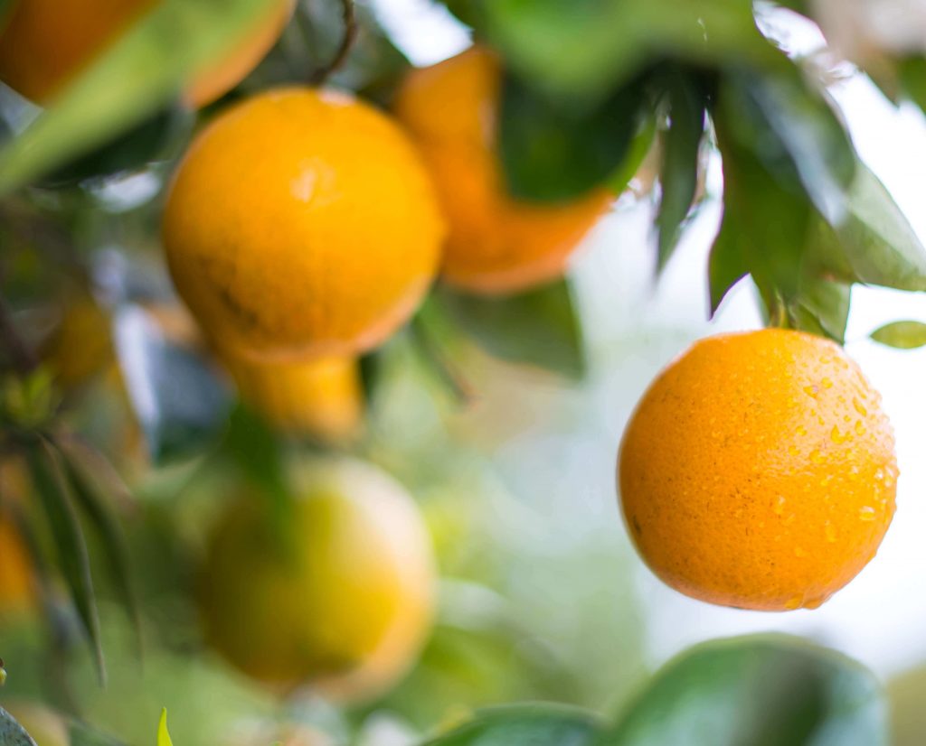 Orange Tree Close